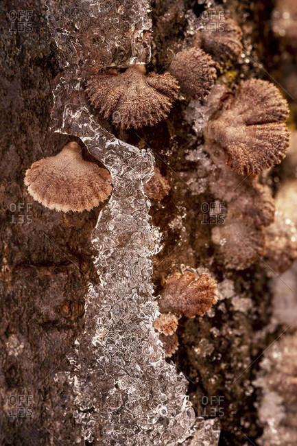 Tree fungi between ice crystals on a log, common split leaf (schizophyllum commune) between snow and ice