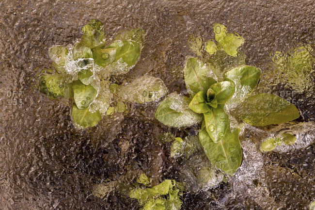 Frozen mint or water mint (mentha aquatica) in the ice of a small stream of the isar