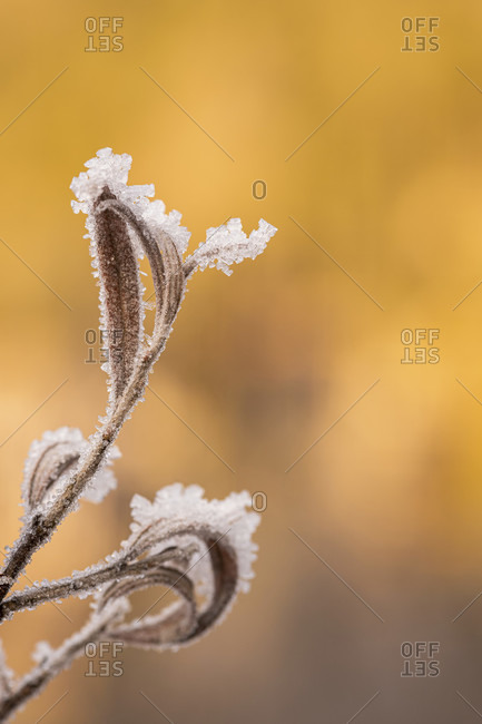Frozen shoots of a silver willow tree on the banks of the isar in the bavarian prealps