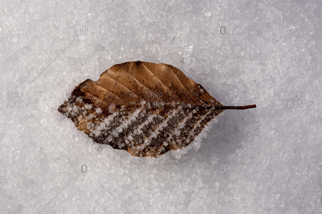 Ice and ice crystal on a leaf of a local beech tree on snow