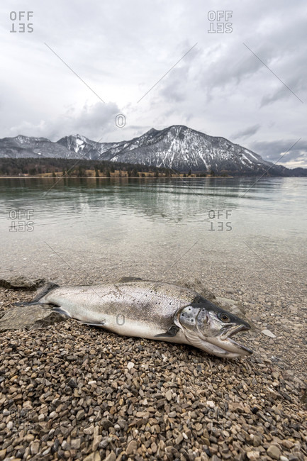 A rare treasure from the walchensee, dream of many anglers. a massive lake trout in early spring on the banks of the walchensee with Herzog stand and heimgarten in the bavarian alps.