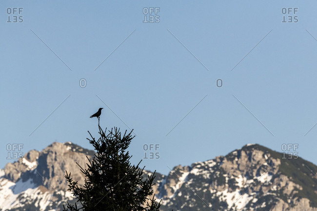 A raven keeps watch on a spruce tip, in the background the soierngruppe of the german alps