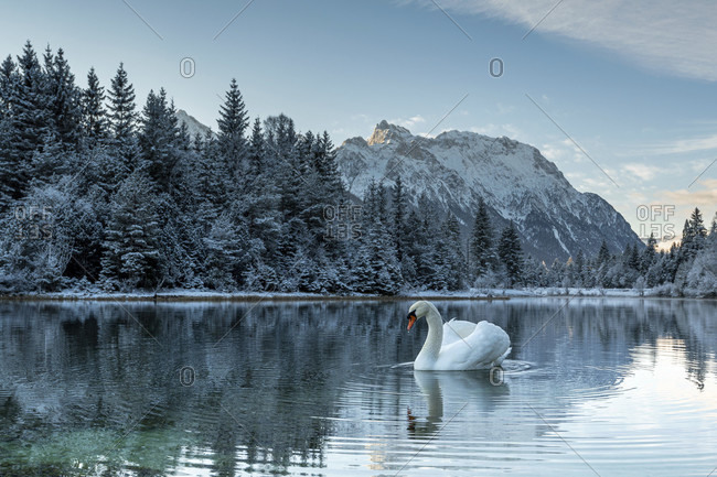 A mute swan on the krun reservoir in the early morning in winter. in the background, snow-covered trees and the snow-covered karwendel mountains