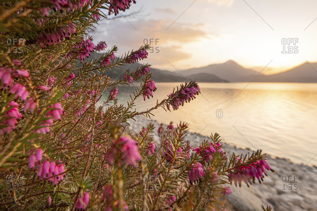Heather flowers on the banks of the walchensee in golden light in the evening, in the background the simetsberg and the ester mountains