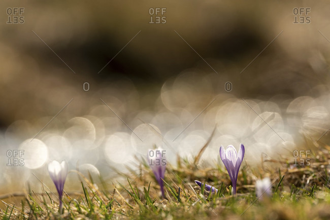 Crocus blossom in the mountains backlit by the sun with reflection