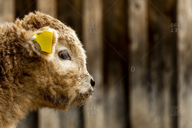 Portrait of an approx. 2 week old highland cattle