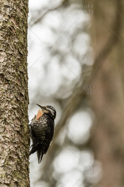 A rare three-toed woodpecker on a spruce trunk
