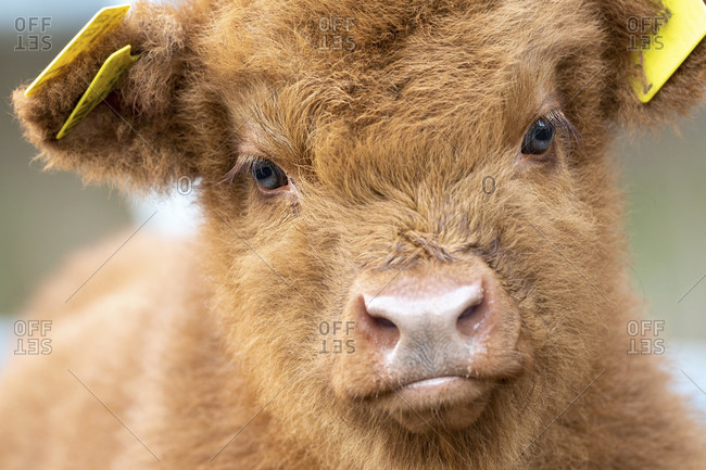 Portrait of an approx. 2 week old highland cattle
