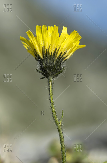 Alpine hawkweed (hieracium alpinum), daisy family (asteraceae), haute-nendaz, switzerland
