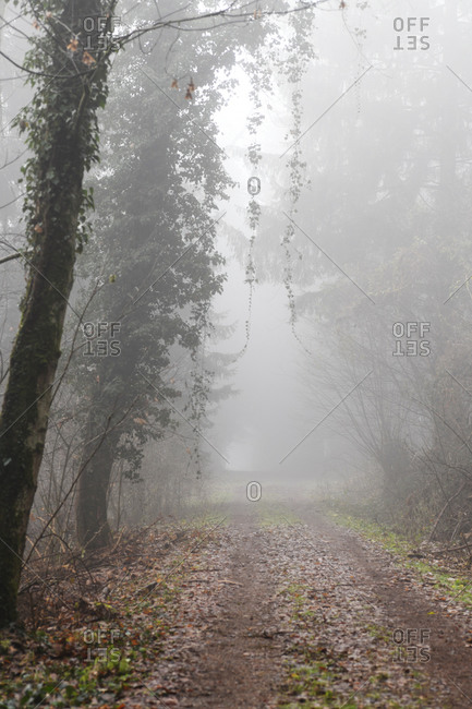 Mysterious foggy rural lane with vines hanging from trees