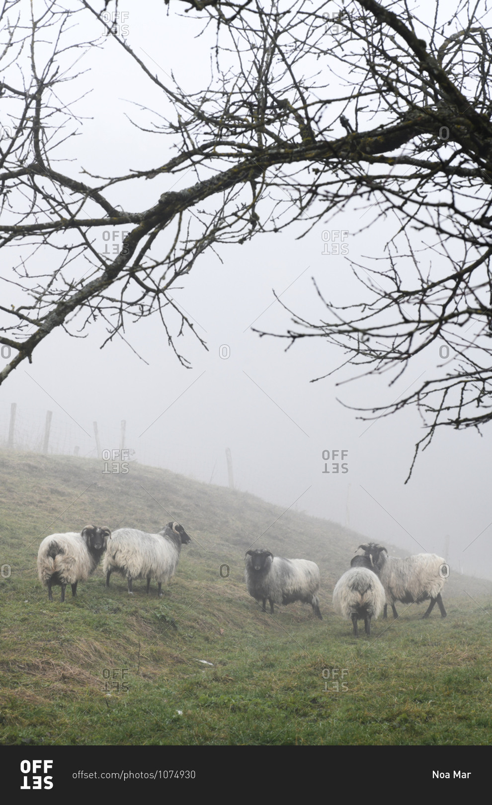 Herd of wooly sheep grazing in a foggy field