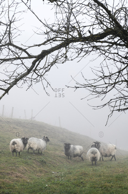 Herd of wooly sheep grazing in a foggy field