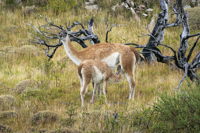 Baby guanaco (Lama guanicoe) being nursed by its mother on a meadow