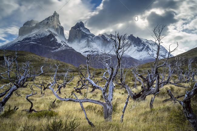 A burnt forest of dead trees and Los Cuernos mountains in the background
