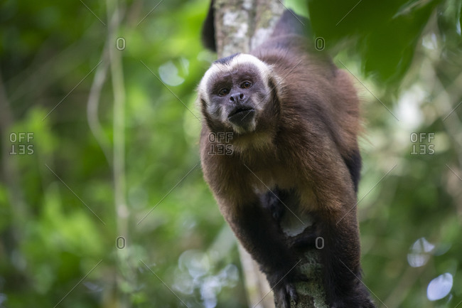 Tambopata, Puerto Maldonado, Monkey Island, an angry tufted capuchin (Sapajus apella) looking at camera