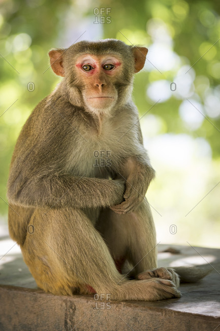 Monkey at Pho Win Taung caves near Monywa
