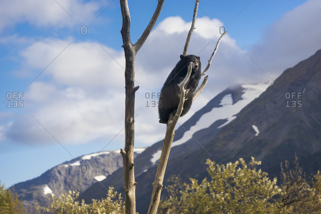 Captive black bear (Ursus americanus) cub sitting on a tree branch against mountains