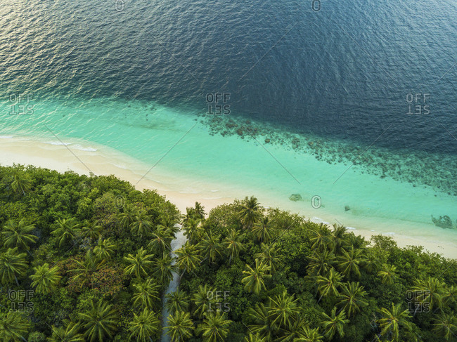 Aerial breathtaking view of many coconut palms near a seashore with an amazing and transparent sea full of corals