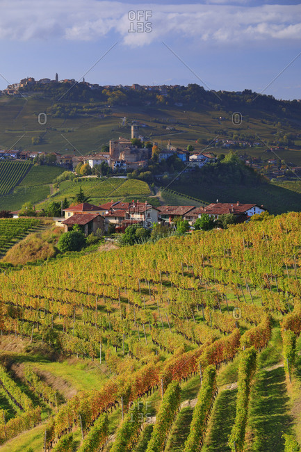 View of the village in the background from Serralunga d'Alba and the surrounding vineyards