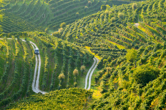 Car driving through vineyards, Italy, Veneto