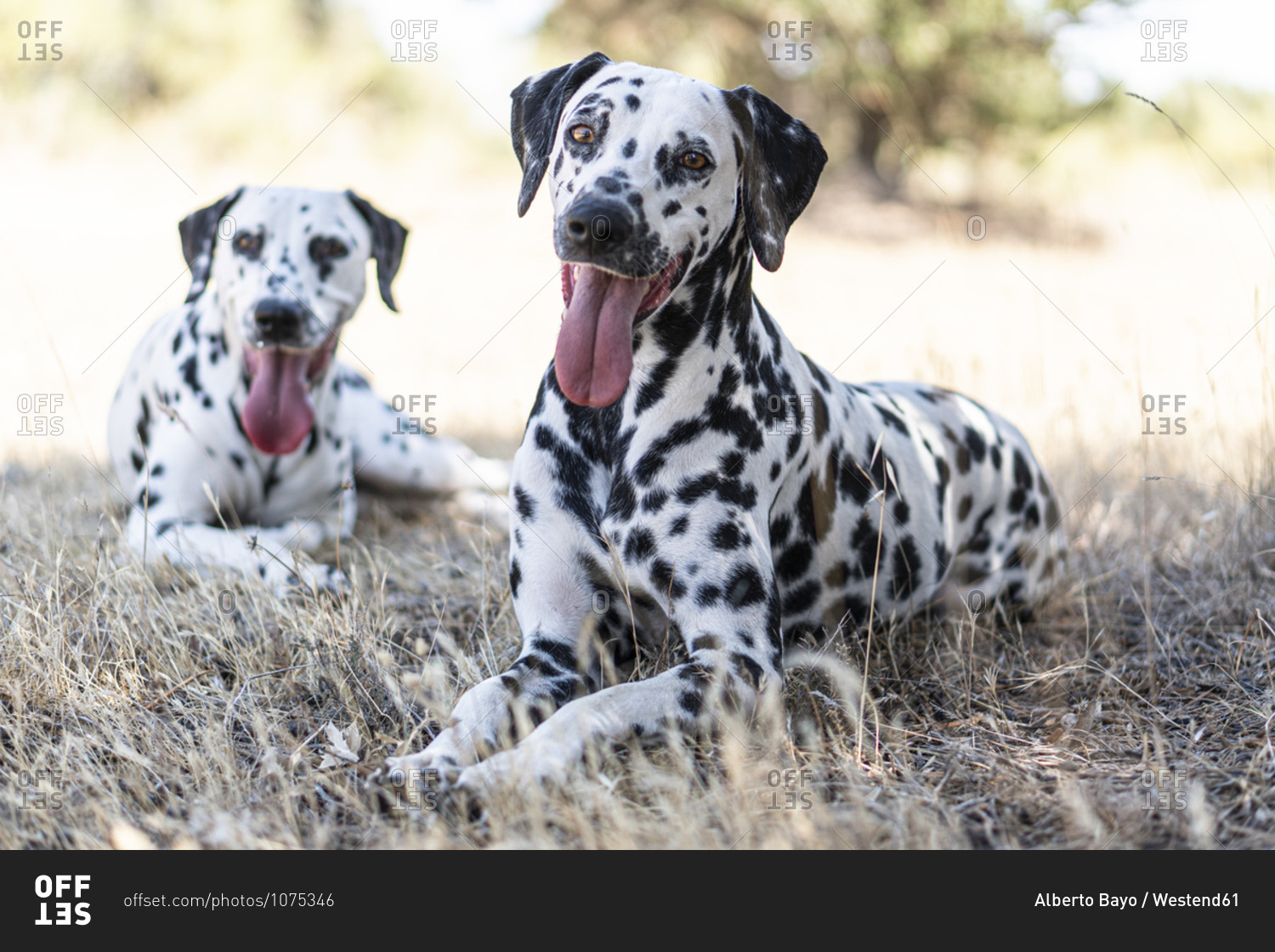 Dalmatian dogs resting on field