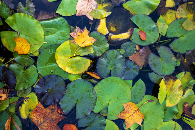 Water lilies on pond in Autumn