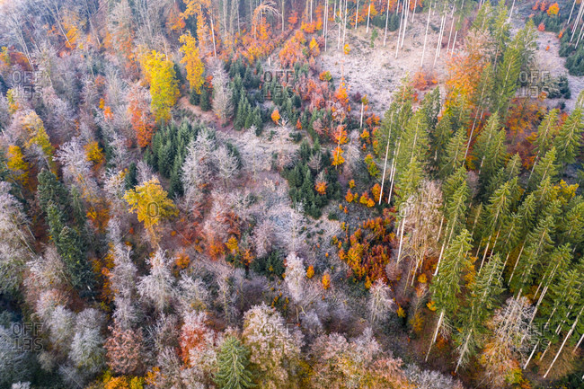 Drone view of autumn forest at dawn