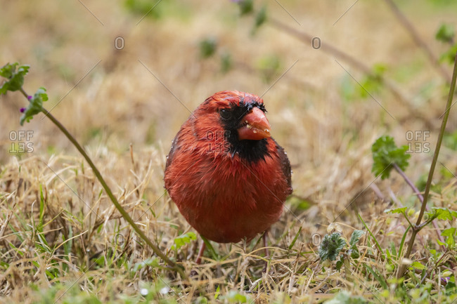 Northern cardinal on the ground close up