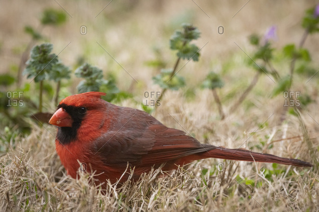 A northern cardinal on the ground close up side view