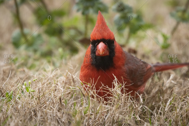 Portrait of a beautiful red northern cardinal on the ground close up