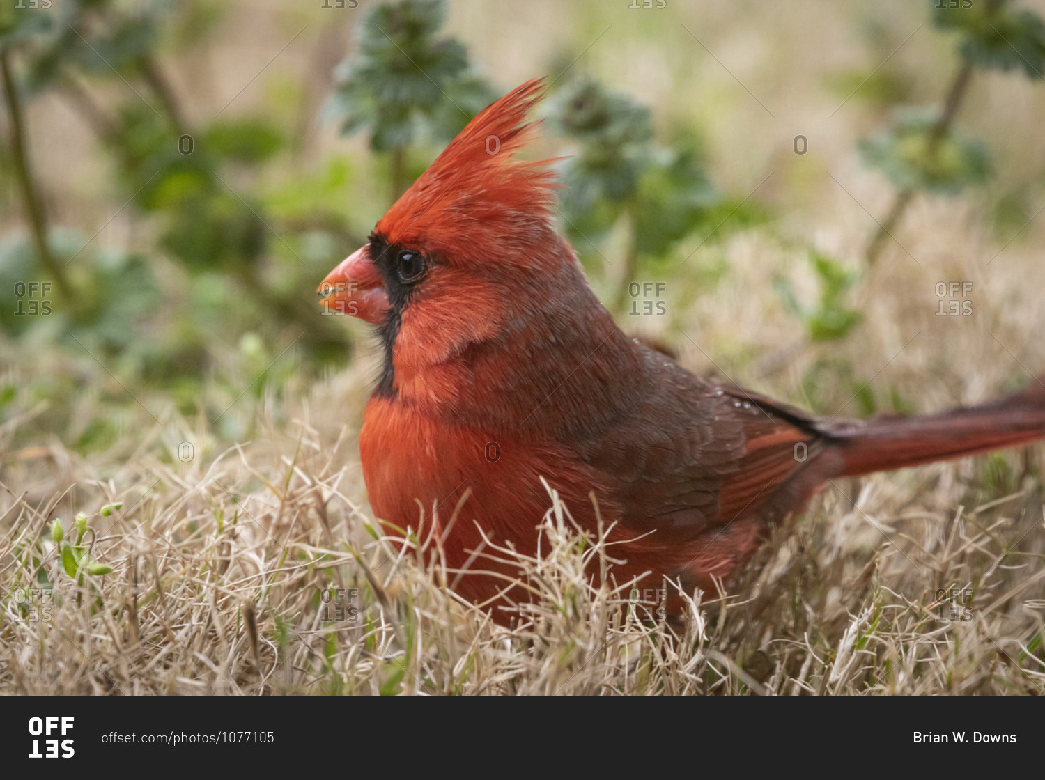 7,841 Cardinals Tempe Stock Photos, High-Res Pictures, and Images - Getty  Images