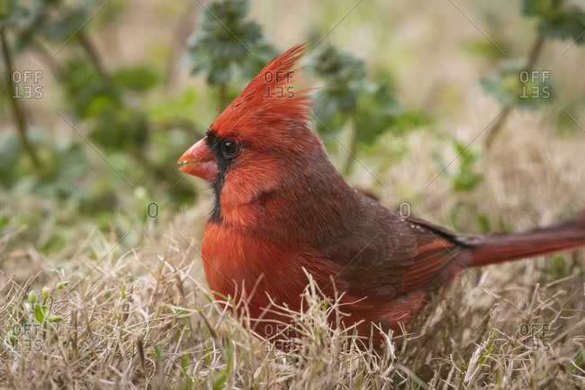 105 Cardinals Jersey Stock Photos - Free & Royalty-Free Stock