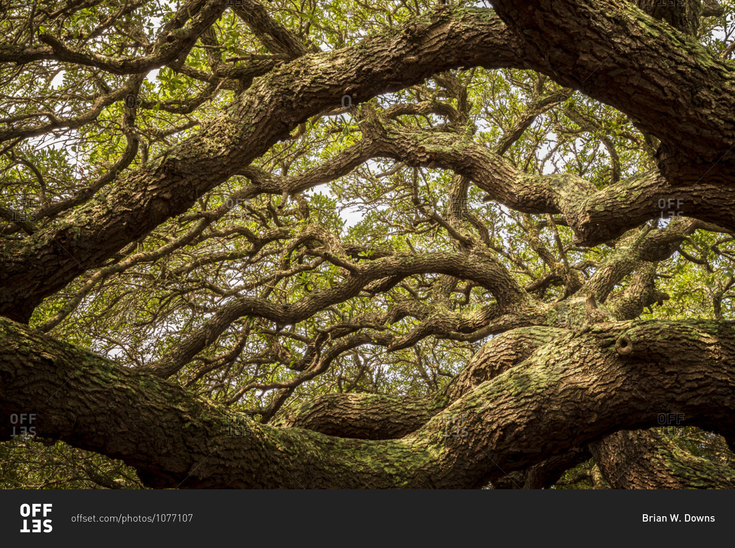 Low angle view looking up at green and brown interwoven branches of a several hundred year old live oak tree