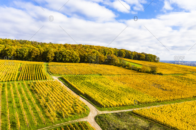 Germany- Hesse- Martinsthal- Helicopter view of yellow countryside vineyards in autumn