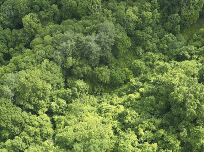 Aerial view of green lush forest