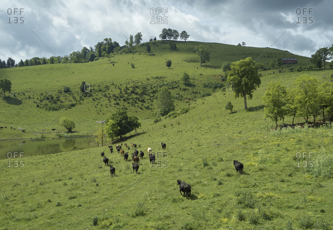 Drone view of cattle grazing in green pasture over Clinch River