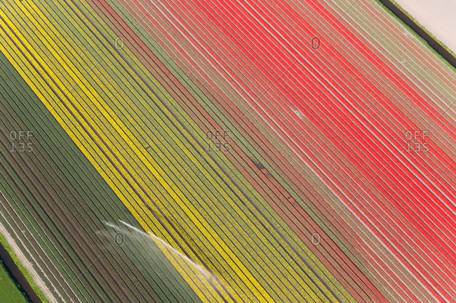 Water irrigation of tulip fields, strips of colored flowers