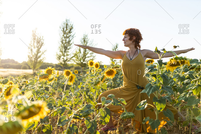 Serene female in dress standing in Virabhadrasana in blossoming sunflower field while doing yoga and looking away