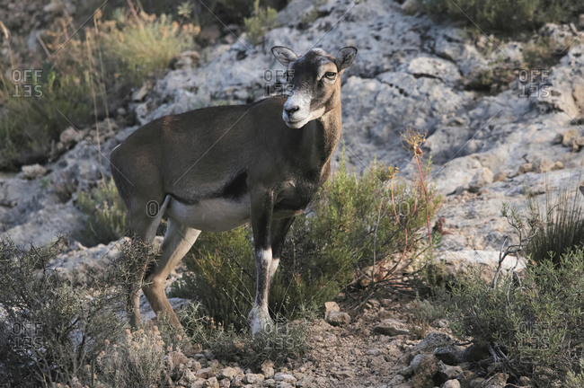 Side view of cute female mouflon sheep pasturing in rocky hill on sunny day and looking away