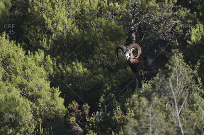 Wild male mouflon with huge antlers standing in woods on sunny day and looking at camera