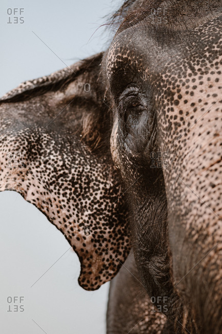 Closeup of gray muzzle of African elephant looking at camera in natural environment