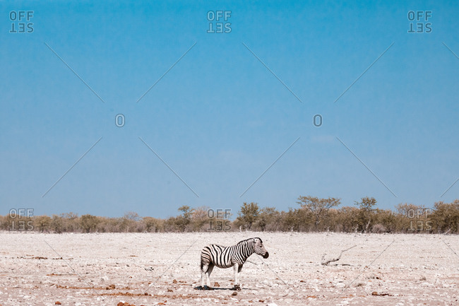 Side view of black and white zebra grazing in dry meadow in savanna