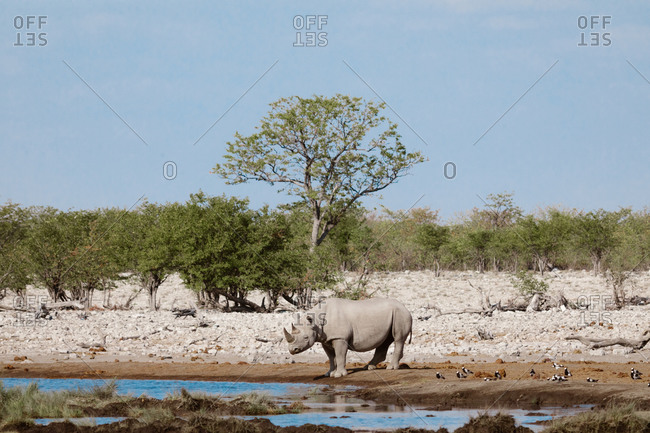 Huge rhino standing near lake with fresh water on sunny day in savanna