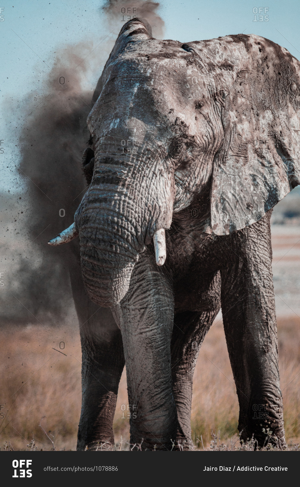 Wild elephant walking in savanna