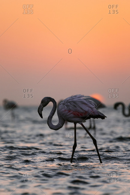 Side view of flamingo with pink plumage standing in water of lake against sundown sky in savanna