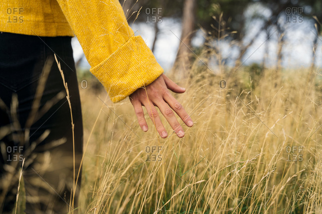 Unrecognizable female in yellow sweater tenderly touching dry grass growing in meadow in fall