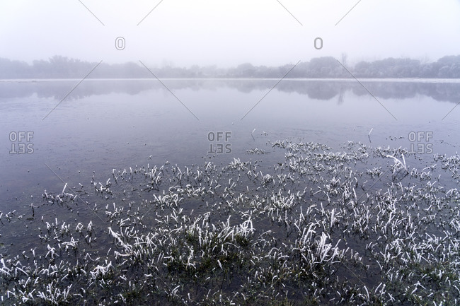Frozen lake landscape in a mystery oak forest in a foggy day in winter with the trees reflected on the water.