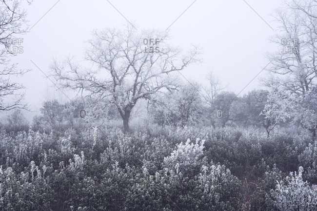 Frozen and mysterious oak forest in a foggy day in winter.
