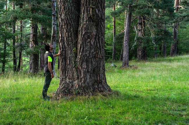 Man observing the greatness of a pine tree into the Lillo pine forest in the Riaño Mountain Regional park, Spain.