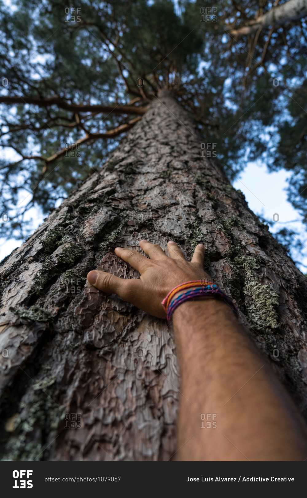 Man hand touching the bark of a pine tree from below in the Lillo Pine forest. Spain